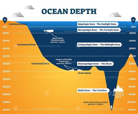 Ocean Depth Zones Infographic Vector Illustration Labeled Diagram Vectormine