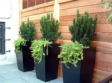 À maturité, il atteint plus de trois mètres. décoration de terrasse avec de grands pots design | Jardinage, Déco jardin, Pot plante