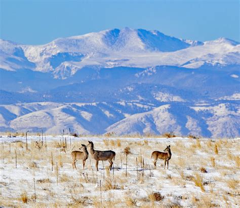 A5e3a9463a Rocky Mountain Arsenal National Wildlife Refuge Flickr