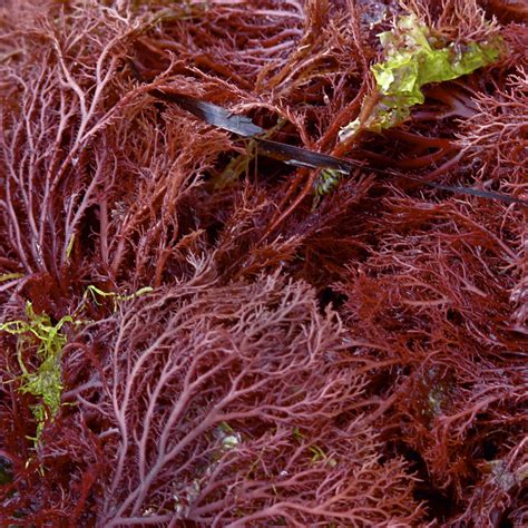 Agar (agar agar) is a gelatinous substance that is extracted from seaweed and processed into flakes, powders and sheets. How vegan demand for agar is killing Morocco's red seaweed ...