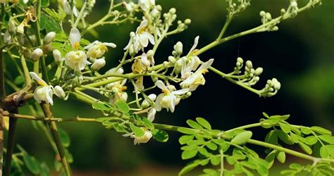 Benefits Of Moringa Moringa Powder Leaves Roots Bark