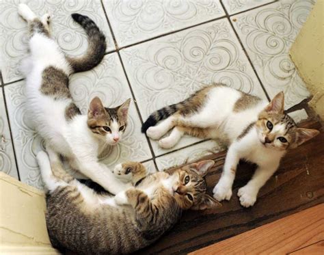 | cats, funny cats, cute cats. hemingwayhome.com | Cats