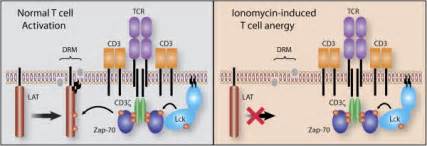 T Cell Anergy Where Its Lat Immunity