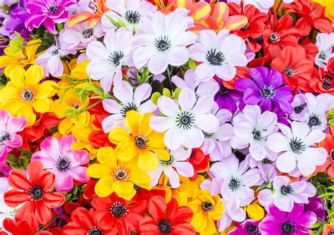 ¿de Dónde Salen Los Colores De Las Flores Foros Perú