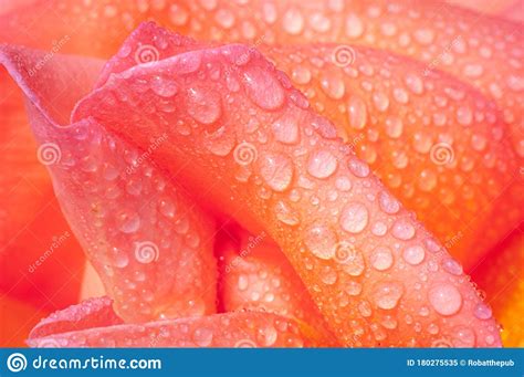 Close Up Abstract Of A Beautiful Red Fresh Rose Covered In Dew