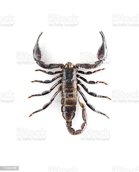 Top View Of A Scorpion Stock Photo Download Image Now Scorpion
