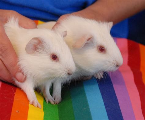 Ethan And Thornton Baby Guinea Pigs For Adoption