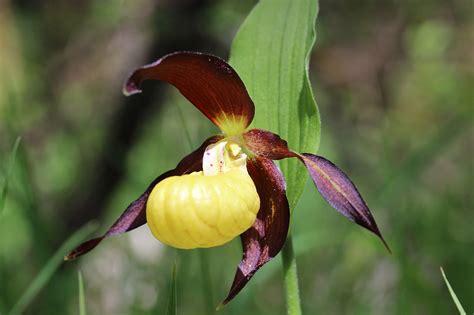 British Wildlife Of The Week Ladys Slipper Orchid The Nature Nook