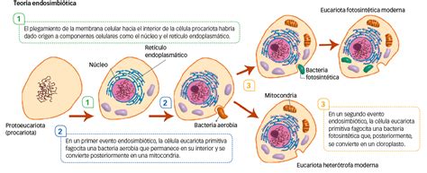 4 Procesos De Origen Y Evolucion De Las Celulas Eucariotas Adaptado Images