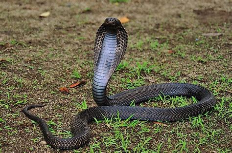 How Many Types Of Cobras Are There Which Species Are Most Venomous