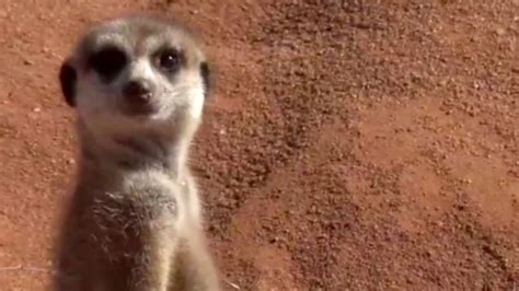Whos The Boss How Is The Alpha Female Meerkat Chosen Youtube