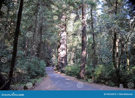 Redwood Forest Road Stock Image Image Of Byway Outside 99242873