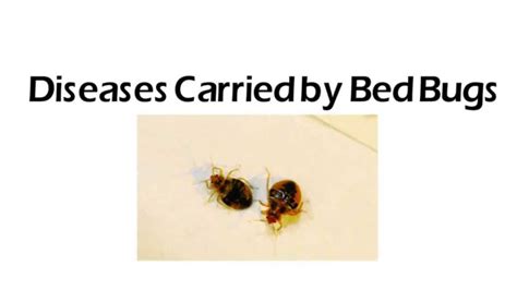 Denver Bed Bugs Beeline Pest Control Youtube