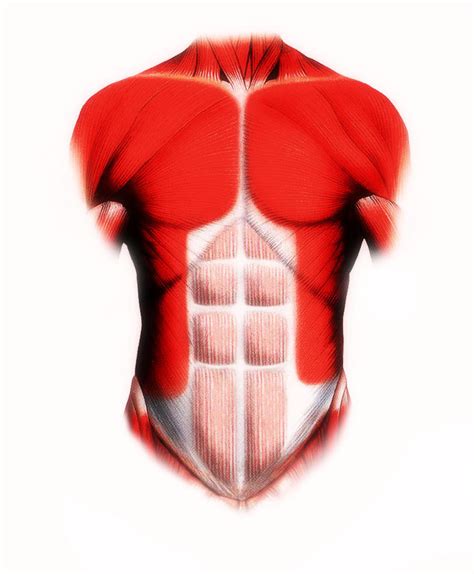 Muscles Of Torso How To Draw And Shade The Human Torso · How To Make