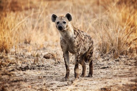 A Picture Of A Hyena Hyena Spotted Zoo Louis African Animals Savanna