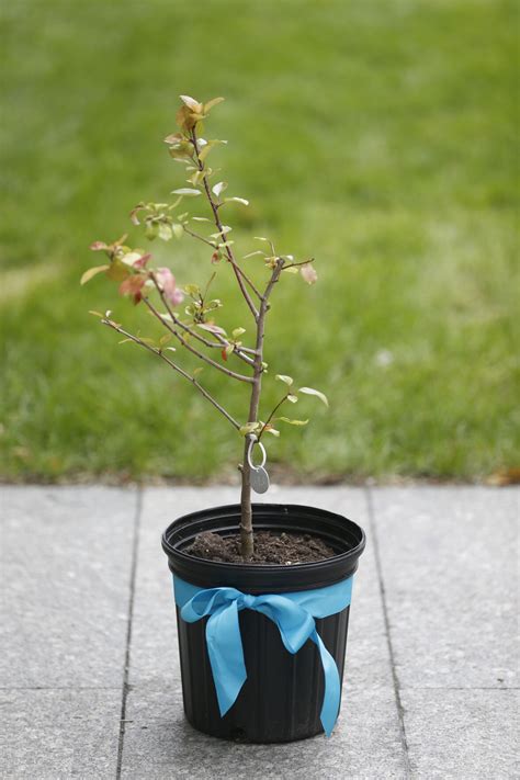 Sept 11 Survivor Tree Seedling Donated To Charleston News