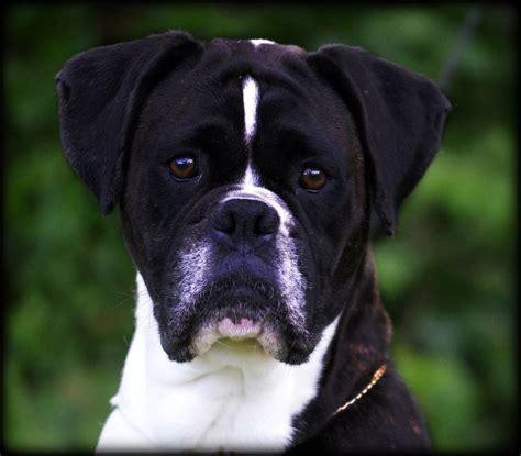 The white boxer is a purebred boxer and doesn't qualify as a separate breed, but it stands out because of its white color. HavenWoods Boxers * Top Quality AKC German and American ...