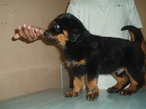 Find rottweilers for sale in seattle on oodle classifieds. Malaysian Champion Rottweiler Puppies FOR SALE ADOPTION ...
