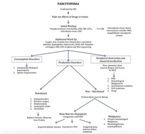 Pancytopenia Workup And Differential Diagnosis Algorithm Consumption