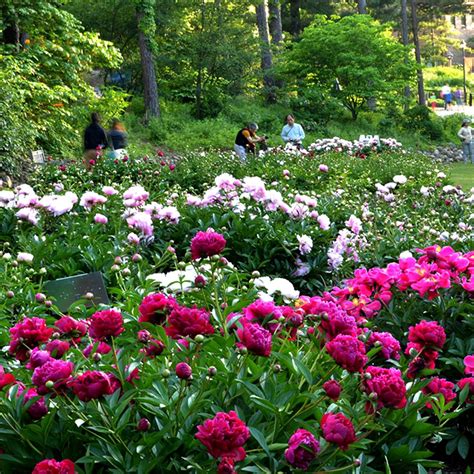 The Heralds Of Spring The Beautiful Peony Garden At The Arboretum On
