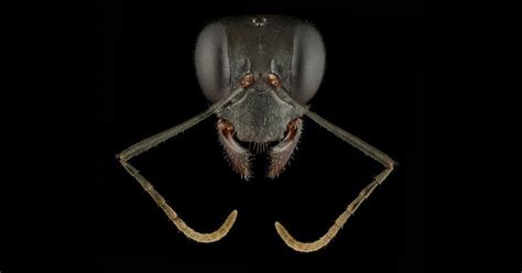 Ant Portrait Photography Reveal How Diverse And Beautiful These