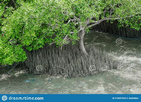 Mangrove Forest Stock Image Image Of Natural Landscape 210657043