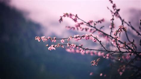 2560x1440 Pink Blossom Tree Branch Spring 5k 1440p Resolution Hd 4k