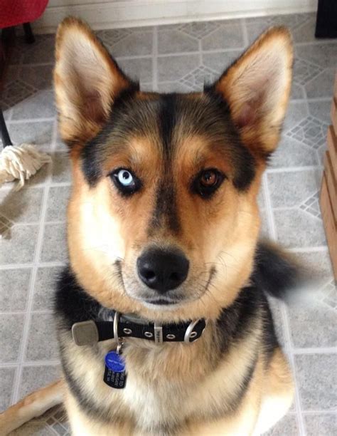 German shepherd husky mix dogs can make extraordinary pets for the right families with their lovely personalities, give them love, care and consistent work and you. Husky German Shepherd mix - best dog ever! | Puppies ...