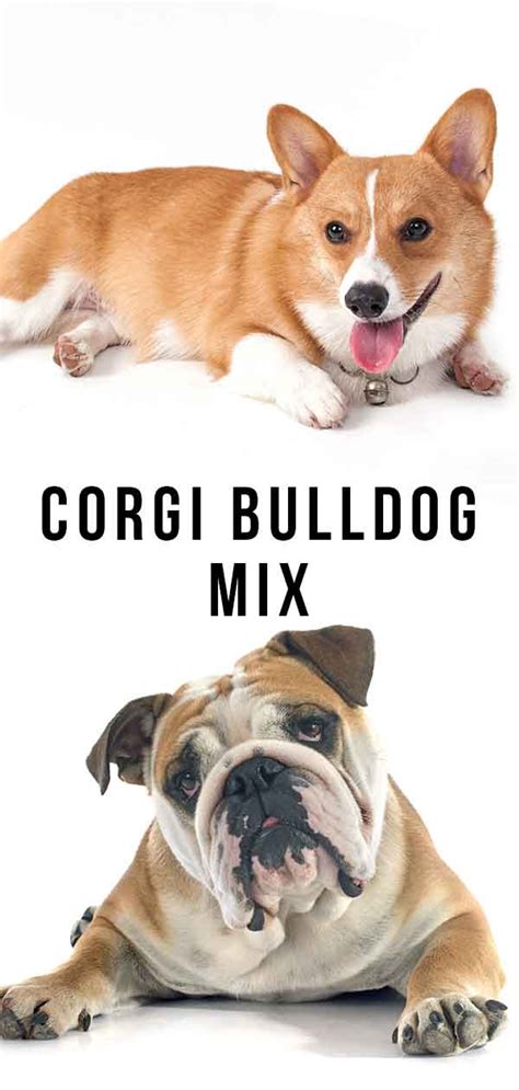 Ain't nothin' but a hound dog! almost a horse. Corgi Bulldog Mix - The Truth About This Curious Combination