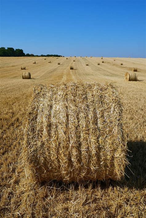 Fresh Hay Bales Stock Photo Image Of Combine Grain 44008790