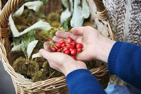14 Things You Can Safely Forage In The Uk This Autumn Foraging Guide