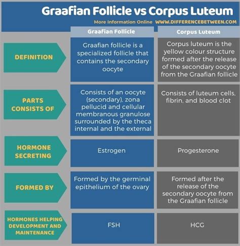 Difference Between Graafian Follicle And Corpus Luteum Compare The