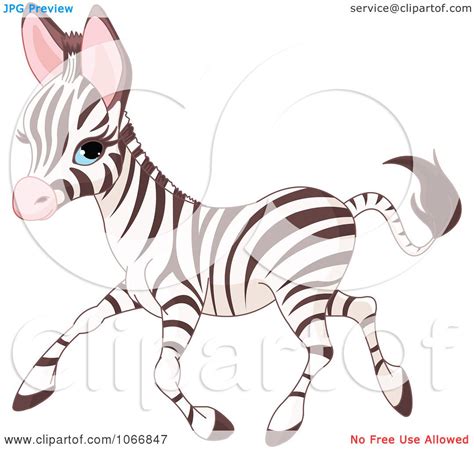 Clipart Cute Baby Zebra Running Royalty Free Vector Illustration By