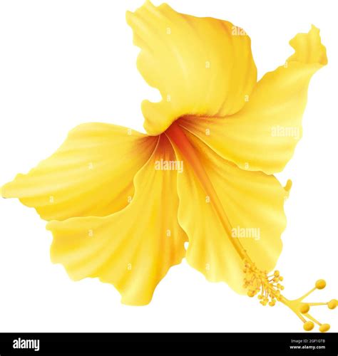 Realistic Icon With Beautiful Yellow Hibiscus Flower On White