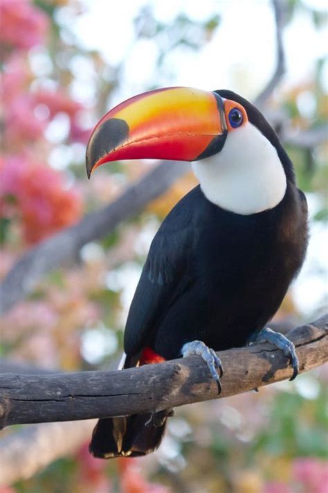 Ramphastos Toco By Celuta Machado We Are Want To Say Thanks If You Like