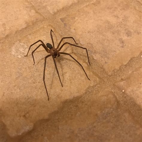 Is This A Shrivelled Up Brown Recluse Spiders Vrogue