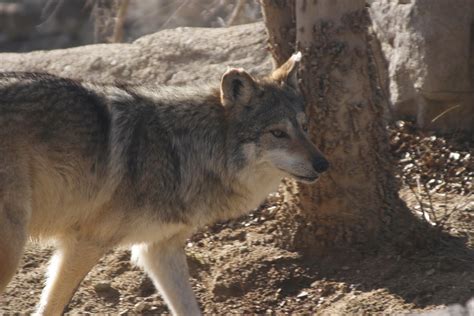 For a list of all species in the canidae family, several of which are named wolves, see list of canids. desert horses: Mexican wolves