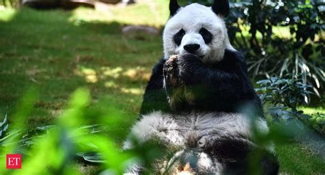 Panda Death An An Worlds Oldest Male Giant Panda Dies At 35 The Economic Times