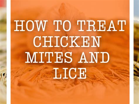 How To Treat Chicken Mites And Lice