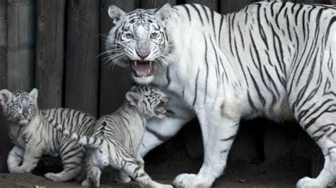Se descifra el misterio genético del tigre blanco BBC News Mundo