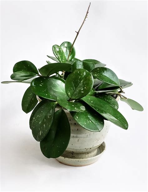 26 Awesome Indoor Plant With Green And White Leaves Garden Plants