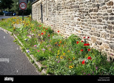 Roadside Wild Flower Garden In An English Village Stock Photo Alamy