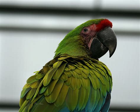 Parrots As Pets To Have Or Have Not Ontario Spca And Humane Society