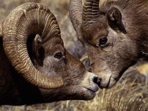 Bighorn Ramthe Bighorn Sheep Ovis Canadensis Is A Species Of Sheep