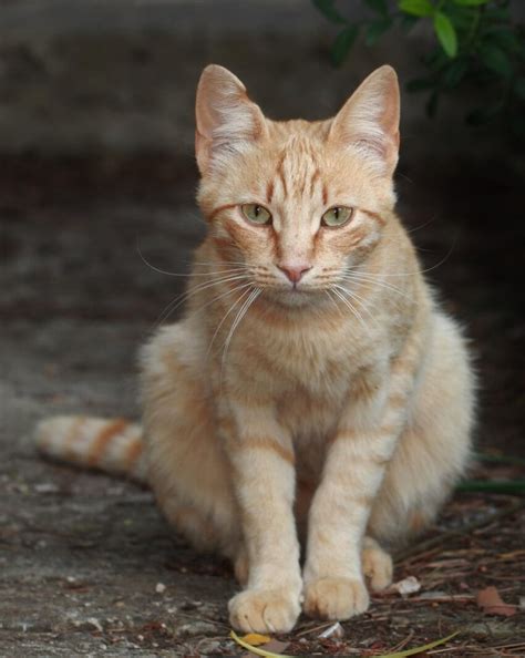 Kostenlose Bild Katze Niedlich Porträt Kätzchen Tier Haustier Fell Augen Jung