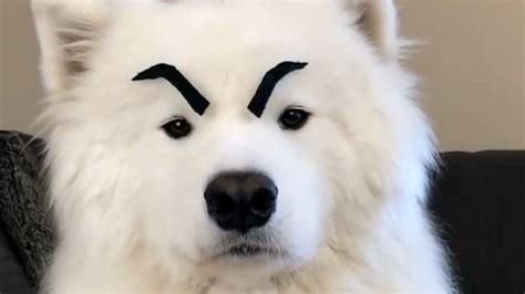 Dogs Looks Hilarious With Eyebrows