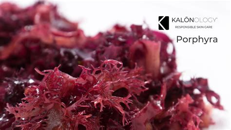 What Is Porphyra Red Algae Kalōnology Uk
