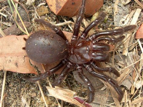 Sydney Funnel Web Spider Australias Scariest Arachnid