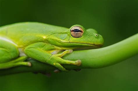 Frog Holding On Grenouilles 2011 By Snakesafe Frog Incredible