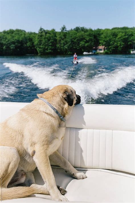 Dog Hanging Out On The Waterskiing Boat By Raymond Forbes Llc Water